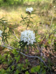 Rhododendron tomentosum