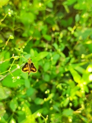 Taractrocera archias