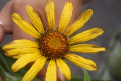 Hymenoxys hoopesii