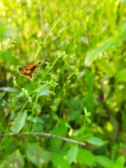 Taractrocera archias