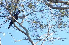 Gymnoderus foetidus
