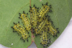 Limacodidae