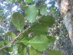 Suregada africana