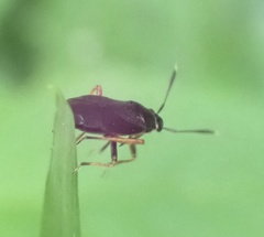 Capsus ater