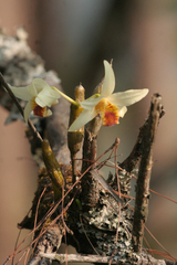 Dendrobium heterocarpum