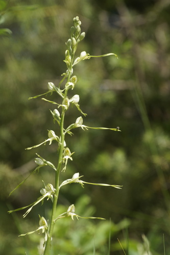 Image of Himantoglossum caprinum by (c) Sergey Cherkasov, some rights reserved (CC BY)