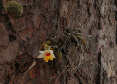 Dendrobium bellatulum
