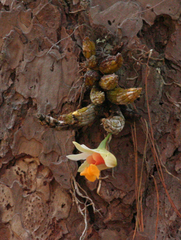 Dendrobium bellatulum