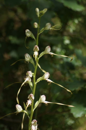 Image of Himantoglossum caprinum by (c) Sergey Cherkasov, some rights reserved (CC BY)