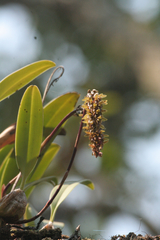 Bulbophyllum morphologorum