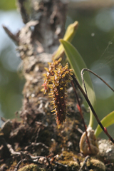 Bulbophyllum morphologorum