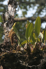 Bulbophyllum morphologorum