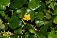 Lysimachia