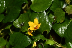 Lysimachia