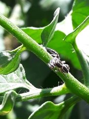 Pseudicius encarpatus