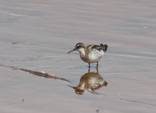 Falaropo picofino (Phalaropus lobatus)