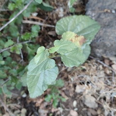 Aristolochia scabridula