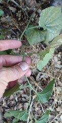 Aristolochia scabridula