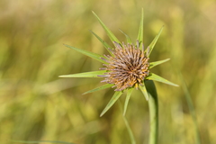 Tragopogon eriospermus