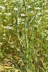 Tragopogon eriospermus