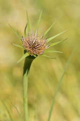 Tragopogon eriospermus
