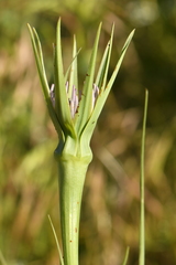 Tragopogon eriospermus