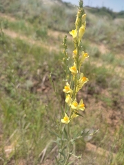 Linaria biebersteinii ruthenica