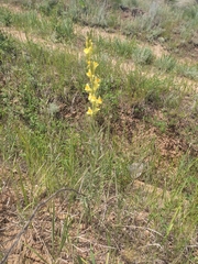 Linaria biebersteinii ruthenica