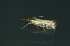 Chrysocramboides craterella
