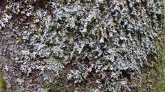 Parmelia submontana