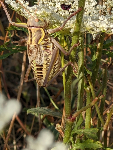 Amphiestris baetica