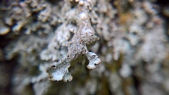 Parmelia submontana