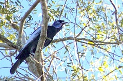 Gymnoderus foetidus