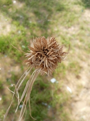 Cyperus