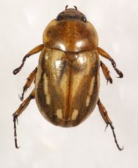 Cyclocephala subsignata