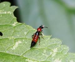 Paederus schoenherri