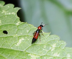 Paederus schoenherri