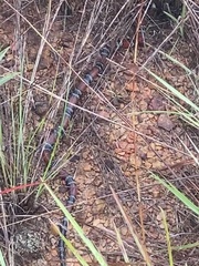 Micrurus sangilensis