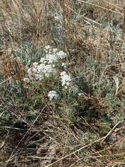 Smelowskia alba