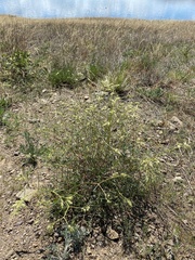 Persicaria angustifolia