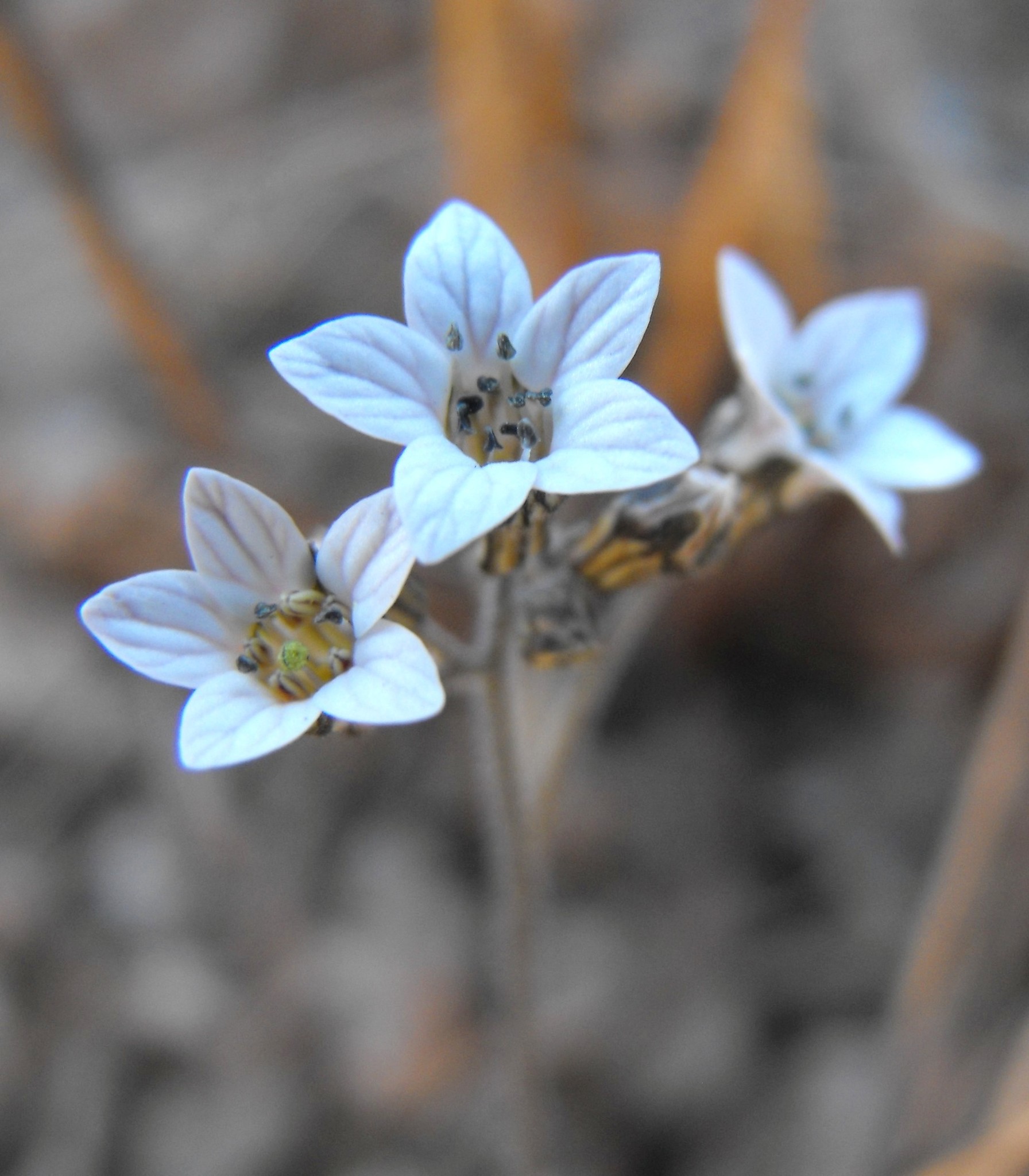 Jepsonia