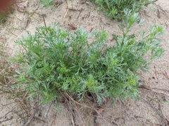 Artemisia campestris