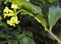 Peddiea africana