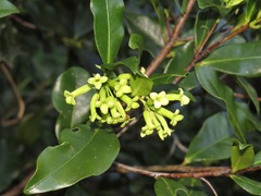 Peddiea africana