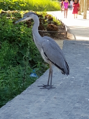 Ardea cinerea