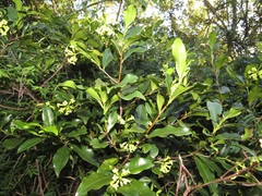 Peddiea africana