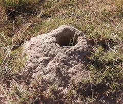 Odontotermes latericius