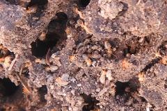 Odontotermes latericius