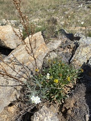 Smelowskia alba