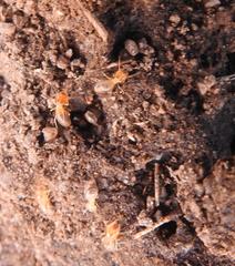 Odontotermes latericius